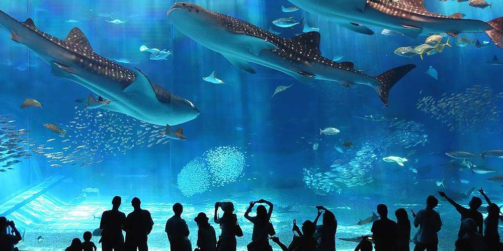 Thủy cung mới lạ tại Vinpearl Land