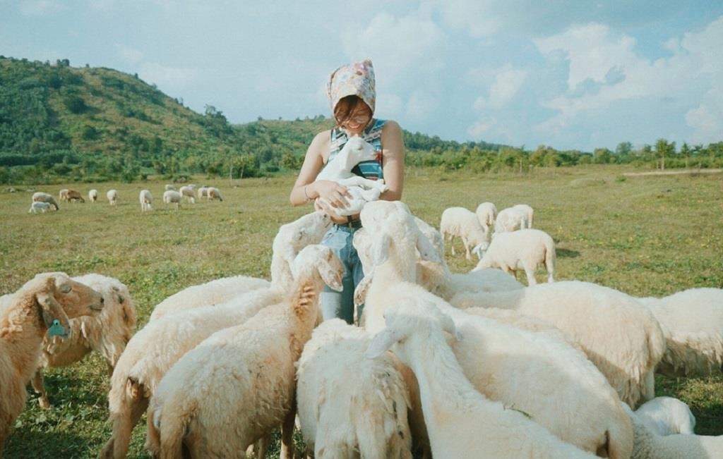 c490e1bb93ng20ce1bbabu20an20hc3b2a Lạc giữa thảo nguyên mênh mông cùng đàn cừu tại An Hòa