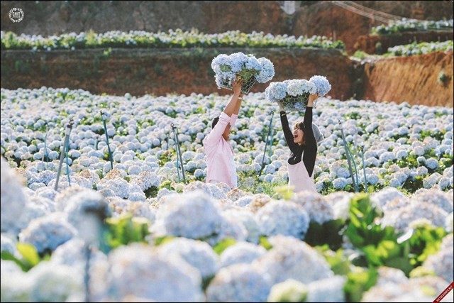 cam-nang-du-lich-nha-trang-da-lat-tu-tuc-4 Làng hoa Vạn Thành với những ruộng hoa rực rỡ màu sắc