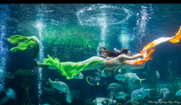 Những “nàng tiên cá” ở Vinpearl Land Nha Trang