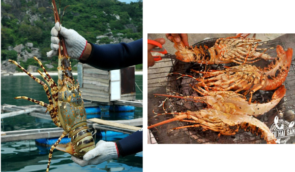 Tôm hùm Bình Ba - Món ăn đặc sản trứ danh miền biển đảo