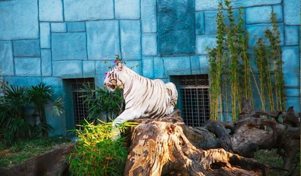 Tìm hiểu cuộc sống của động vật hoang dã tại King’s Garden