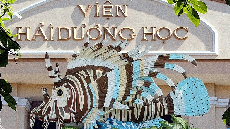 du-lich-nha-trang Viện Hải dương học Nha Trang trưng bày nhiều loài sinh vật biển