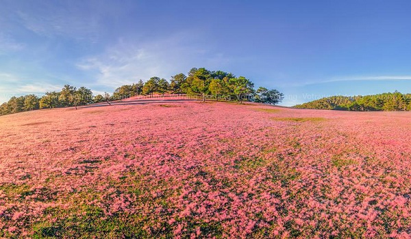 gia-tour-du-lich-nha-trang-da-lat-3201 Đồi cỏ hồng đẹp tuyệt vời ở Đà Lạt vào tháng 12