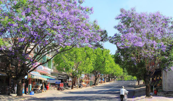 kinh-nghiem-du-lich-nha-trang-da-lat-2 Đà Lạt vào hè mùa mưa và mùa của phượng tím thơ mộng