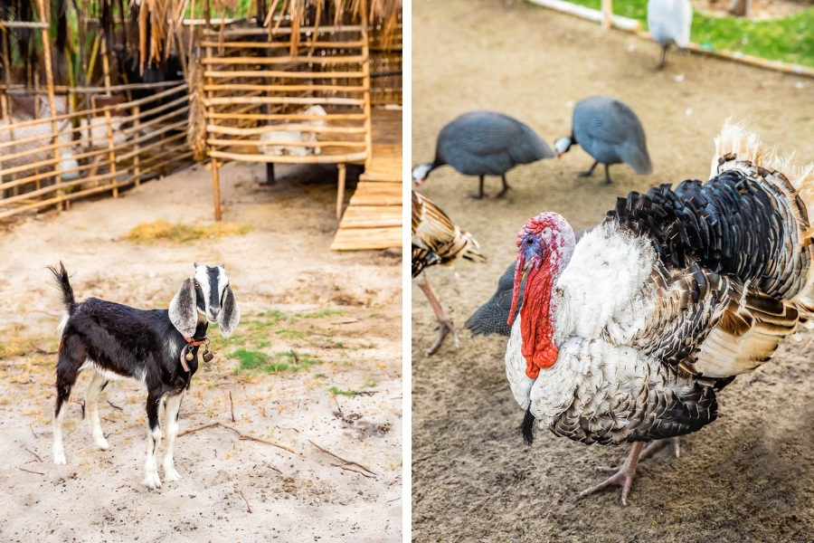 nong-trai-fusion-farm-co-gi-10201