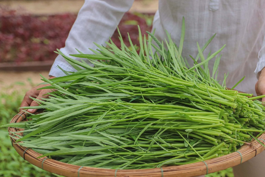 nong-trai-fusion-farm-co-gi-3