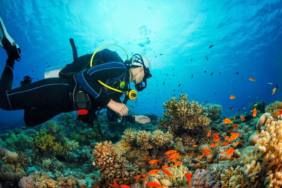 phan-biet-lan-snorkeling-va-scuba-diving202