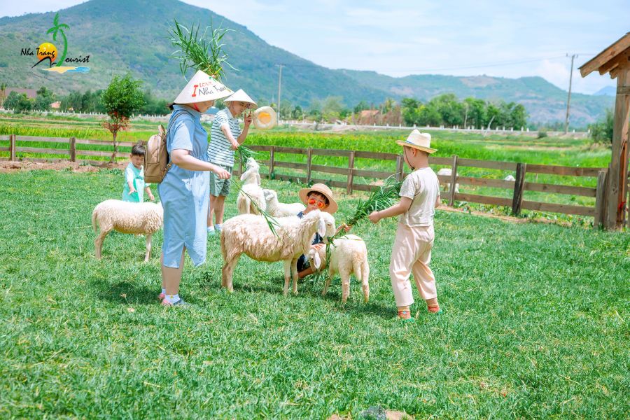 tour-nha-trang-ninh-thuan-1-ngay202