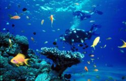 Tour Khám Phá Đại Dương (Lặn biển bằng bình dưỡng khí)