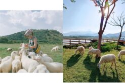 Ninh Thuận 4 ngày 3 đêm - Khám phá thành phố Phan Rang - Tháp Chàm