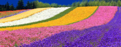 Tour Nhật Bản mùa hạ, Sapporo Hokkaido ( Tháng 6), khởi hành từ Nha Trang, NhaTrangTourist , hotline 0918772082