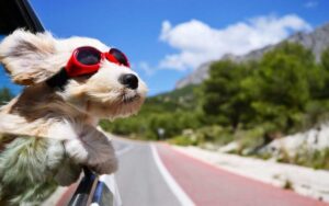 Top 9 khách sạn cho phép mang vật nuôi tại Nha Trang giá tốt