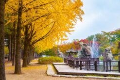 Alternative view of Tour Hàn Quốc mùa thu: Busan - Seoul khởi hành từ Cam Ranh