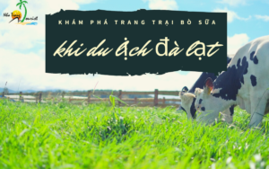 Khám phá ngay trang trại bò sữa xinh lung linh khi du lịch Đà Lạt